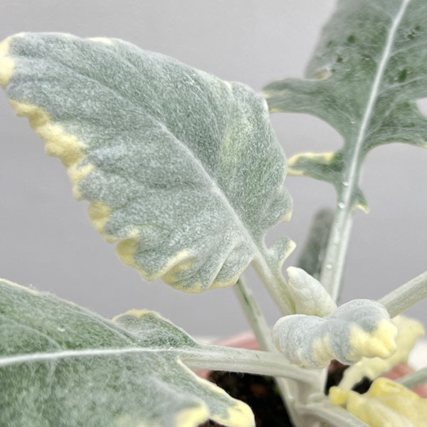 シロタエギク(ダスティミラー):バニラッテ(斑入り)2.5号ポット