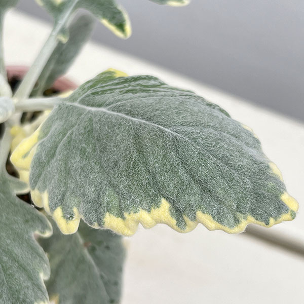 シロタエギク(ダスティミラー):バニラッテ(斑入り)2.5号ポット