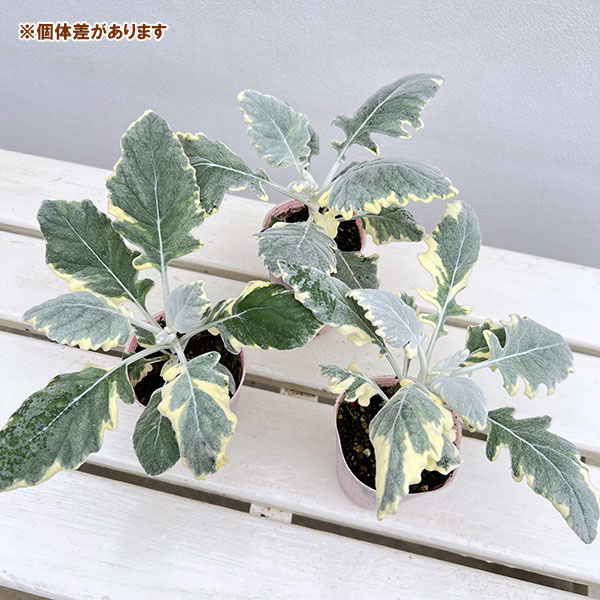 シロタエギク(ダスティミラー):バニラッテ(斑入り)2.5号ポット