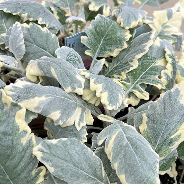 シロタエギク(ダスティミラー):バニラッテ(斑入り)2.5号ポット