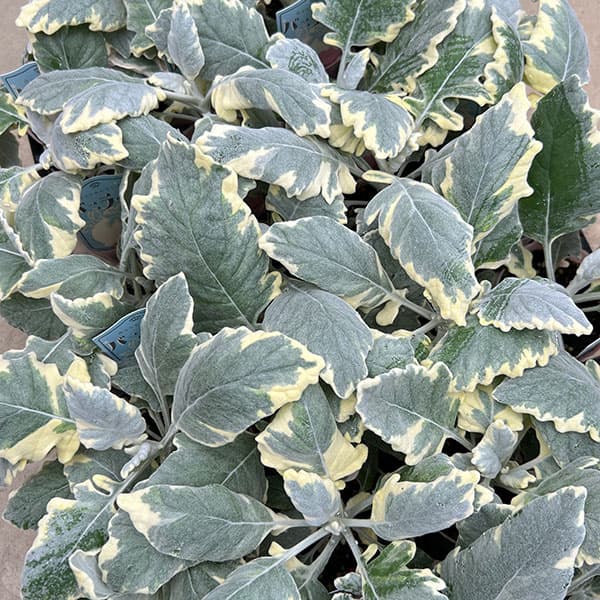 シロタエギク(ダスティミラー):バニラッテ(斑入り)2.5号ポット