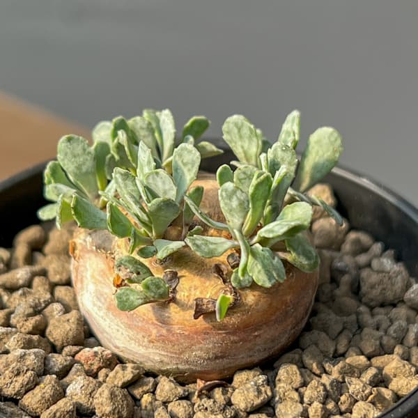 オトンナ:カカリオイデス 2.5号鉢