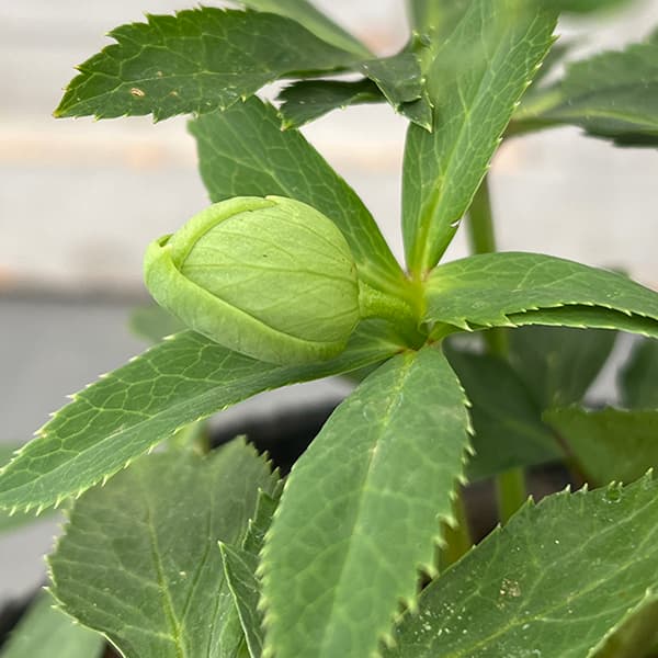 園芸ネット本店｜花郷園さんのクリスマスローズ：25-03セミダブル