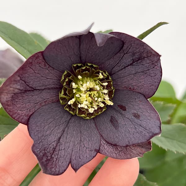 園芸ネット本店｜花郷園さんのクリスマスローズ：25-24シングル