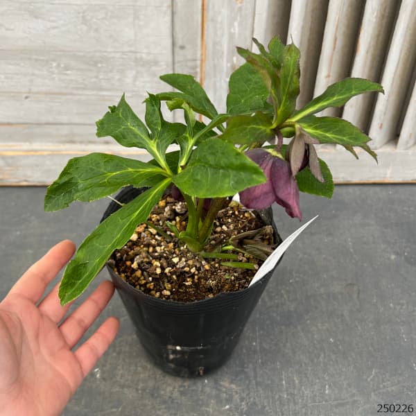 園芸ネット本店｜花郷園さんのクリスマスローズ：25-30シングル／4.5号