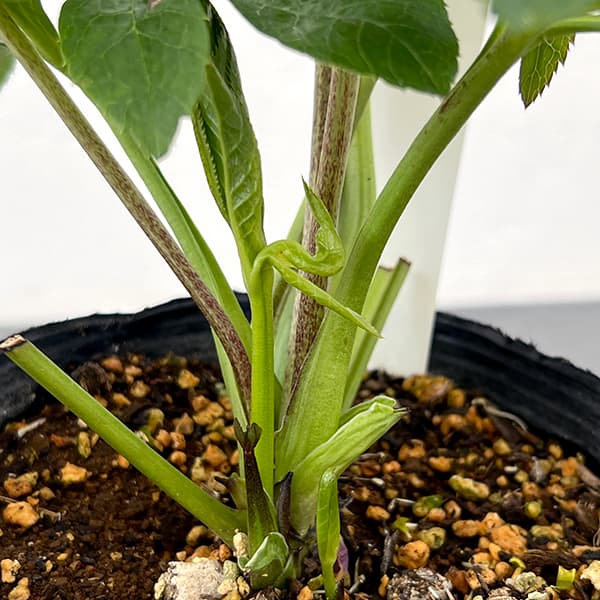 園芸ネット本店｜花郷園さんのクリスマスローズ：25-30シングル／4.5号