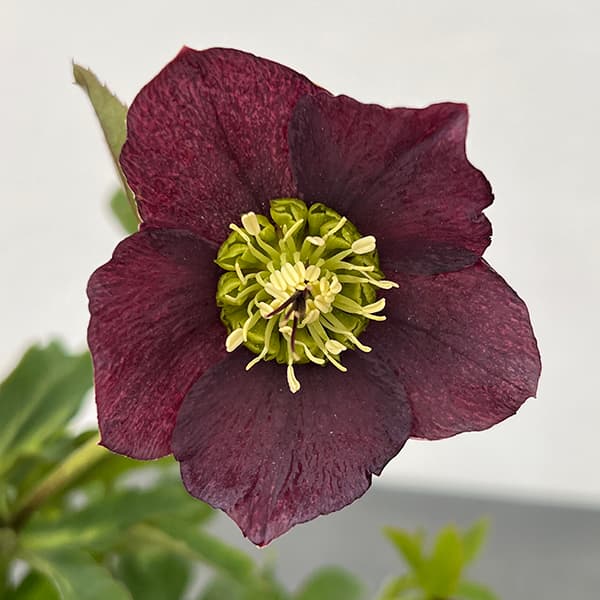 園芸ネット本店｜花郷園さんのクリスマスローズ：25-30シングル／4.5号