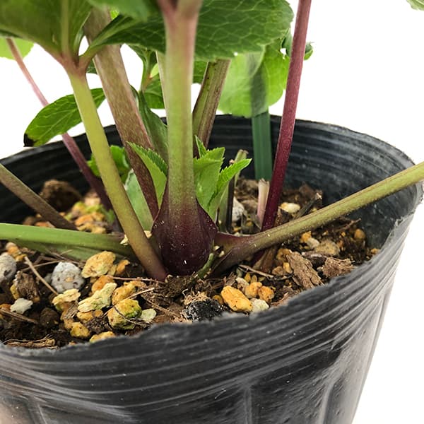 園芸ネット本店｜花郷園さんのクリスマスローズ：25-33パピエ グリーン