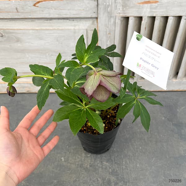 ㉕-173クリスマスローズ ㉕-173クリスマスローズ ㉕-173クリスマスローズ