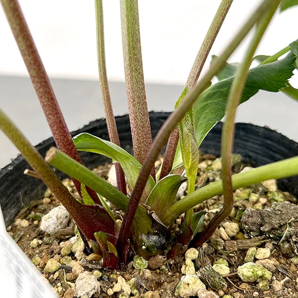 園芸ネット本店｜花郷園さんのクリスマスローズ：25-37パピエ グレー