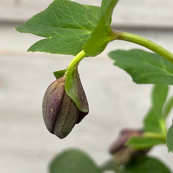 園芸ネット本店｜花郷園さんのクリスマスローズ：25-37パピエ グレー