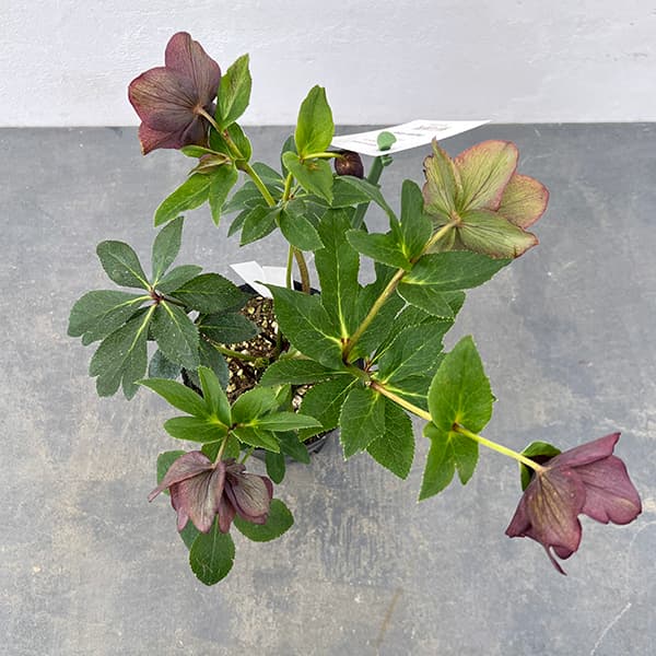 ㉕-173クリスマスローズ ㉕-173クリスマスローズ ㉕-173クリスマスローズ