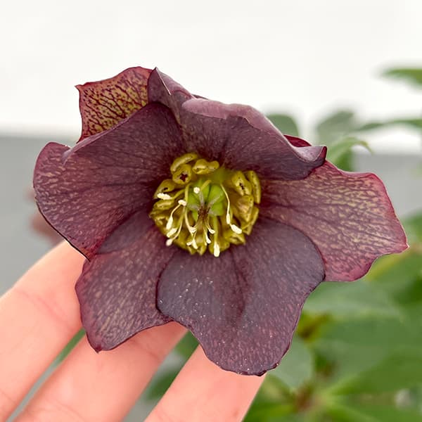 園芸ネット本店｜花郷園さんのクリスマスローズ：25-37パピエ グレー