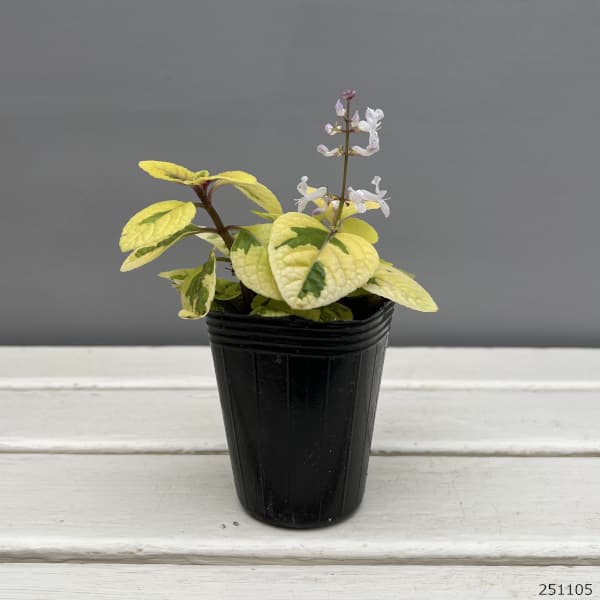 スウェーデンアイビー:ゴールデン2.5号ポット