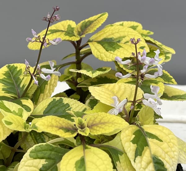 スウェーデンアイビー:ゴールデン2.5号ポット