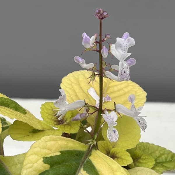 スウェーデンアイビー:ゴールデン2.5号ポット