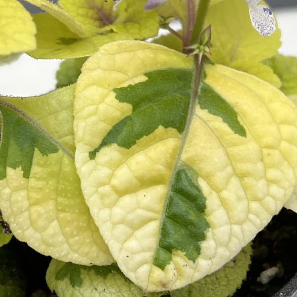 スウェーデンアイビー:ゴールデン2.5号ポット