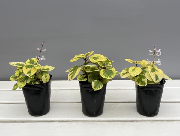 スウェーデンアイビー:ゴールデン2.5号ポット