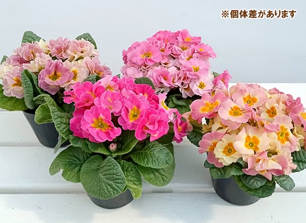 プリムラ　ジュリアン：あおか　ぽっぷしりーず（ピンク系）3号ポット