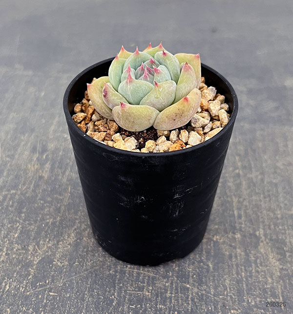 エケベリア：コロラータ　2.5号鉢植え*