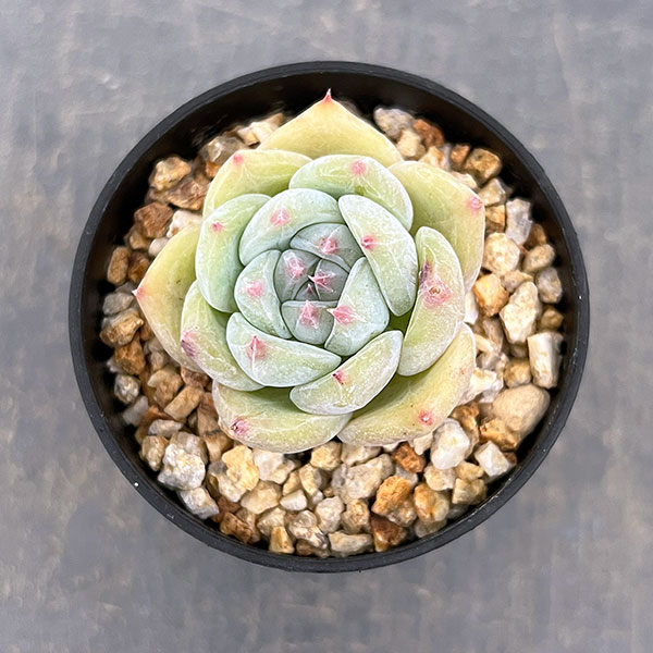 エケベリア：コロラータ　2.5号鉢植え*