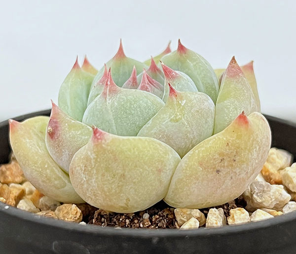 エケベリア：コロラータ　2.5号鉢植え*