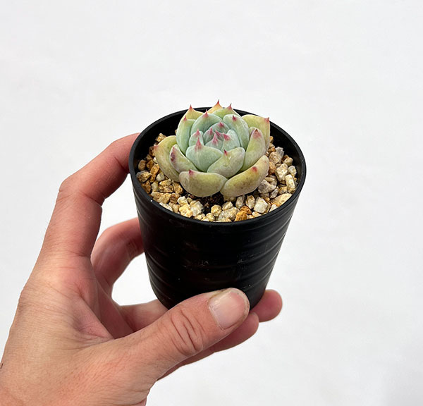 エケベリア：コロラータ　2.5号鉢植え*