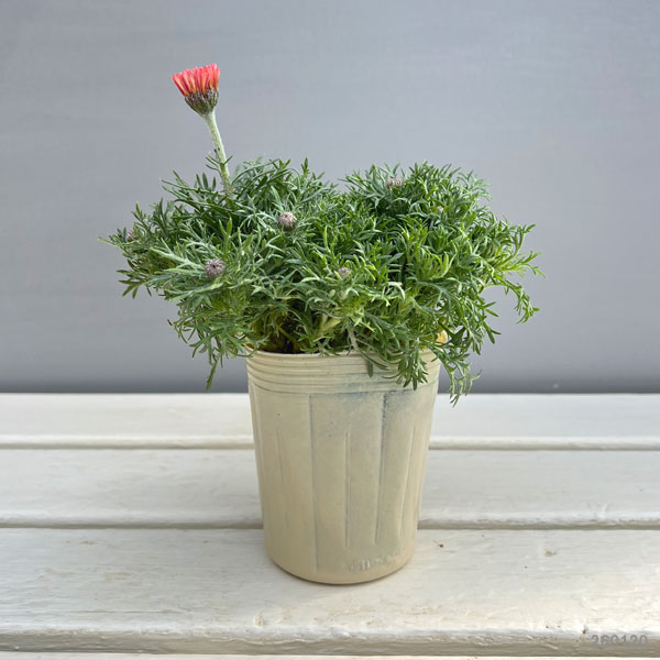 ローダンセマム：プリマリア3-3.5号ポット