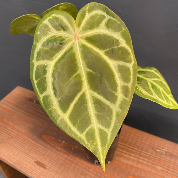 レア　アンスリウム　ミシェル アンスリウム ミシェル Anthurium Michelle by Docblock