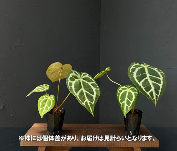 アンスリウム（原種）：マグニフィカム シルバー×（ミシェル