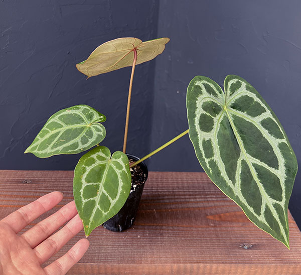 レア　アンスリウム　ミシェル アンスリウム・ミシェル（Anthurium 'Michelle'） _250511B_6/8写