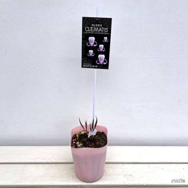 園芸ネット本店｜クレマチス：クリスパ エンジェル4号ポット