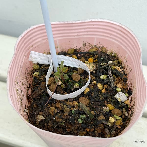 クレマチス：テキセンシス・レッド4号ポット（ヴィオルナ系）