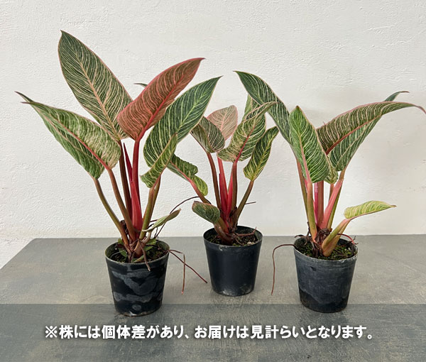 フィロデンドロン:ピンクバーキン 3号ポット