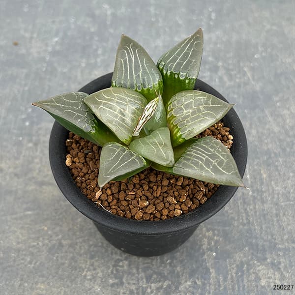 ハオルチア 巨大糯阿房宮 ハオルチア 巨大糯阿房宮 | mocono_plants
