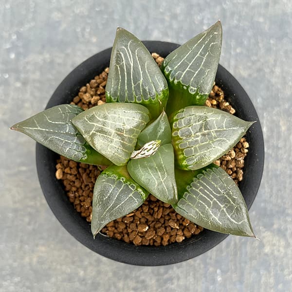 園芸ネット本店｜ハオルチア：阿房宮 3号鉢植え の通販【公式】