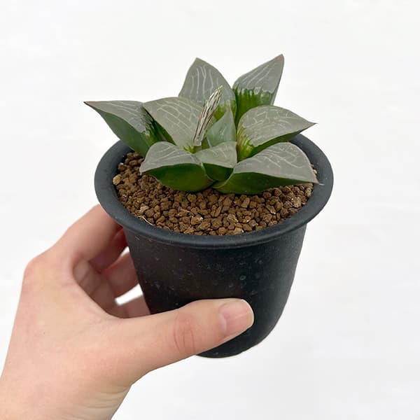 ハオルチア：阿房宮 3号鉢植え の通販 | 園芸ネット