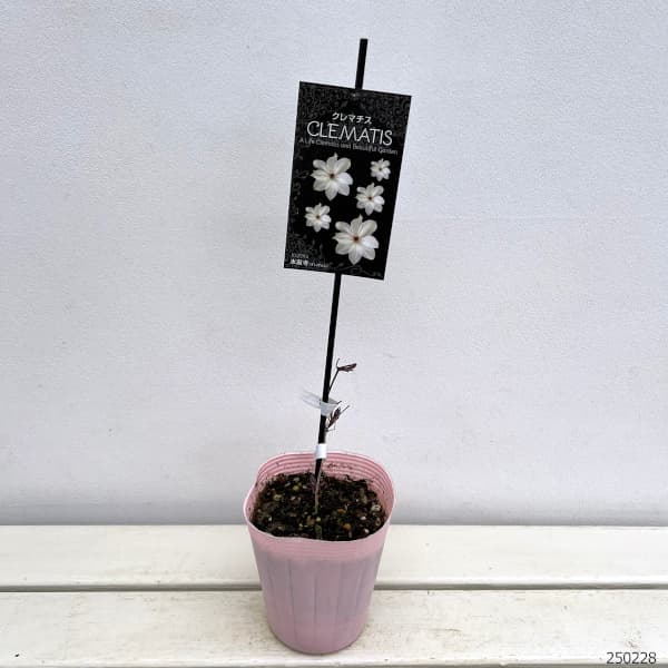 クレマチス：スイゼンジ（水前寺）4号ポット（パテンス系)