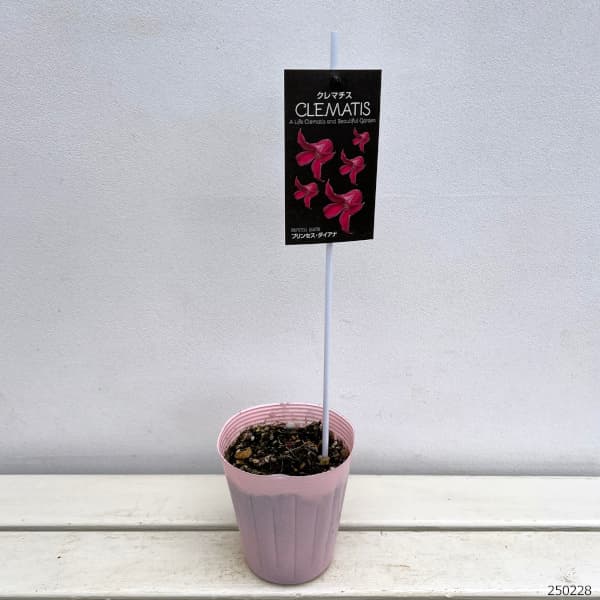 クレマチス：プリンセスダイアナ4号ロングポット(テキセンシス系)*