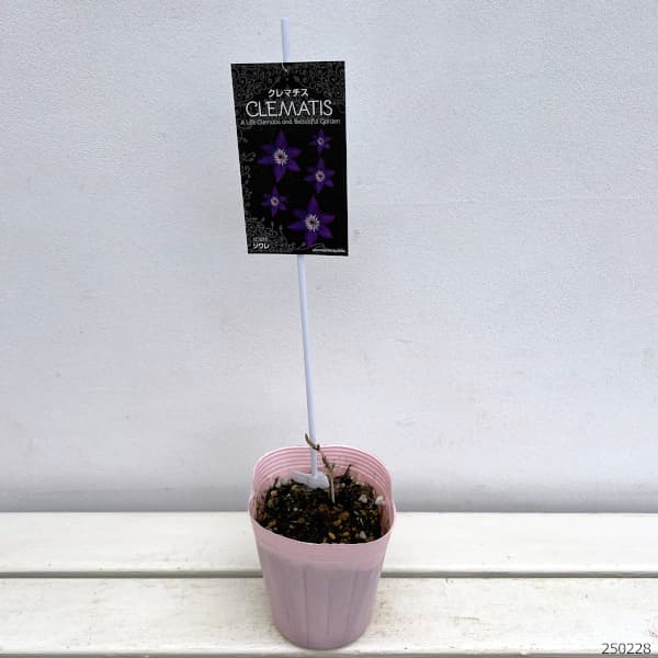 クレマチス：ソワレ4号ロングポット(ビチセラ系)*