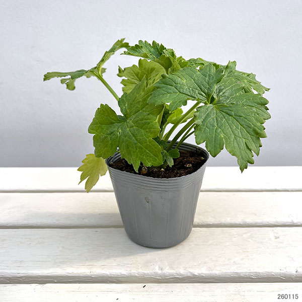 [送料無料]ラナンキュラス：ラックス　アポロン3.5-4号ポット 6株セット