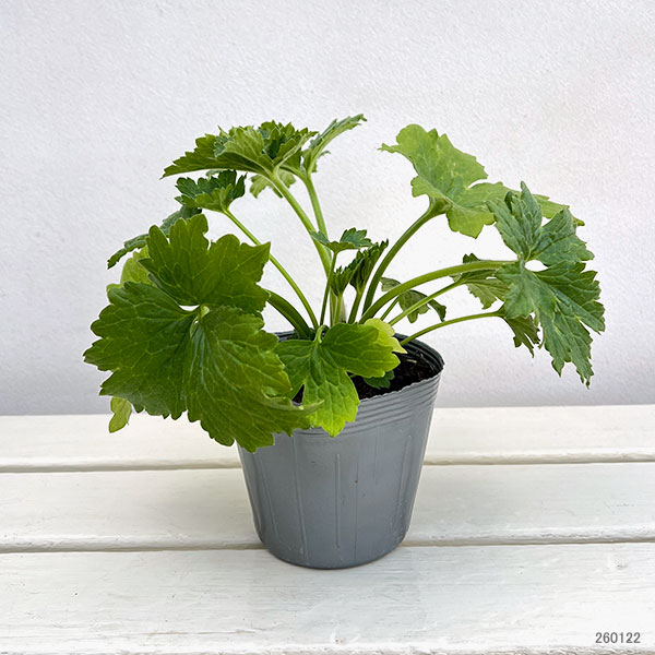 ラナンキュラス：ラックス　アポロン3.5-4号ポット