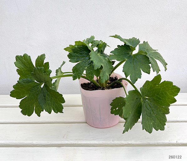 ラナンキュラス：ラックス　アポロン3.5-4号ポット