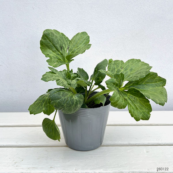 ラナンキュラス：ラックス　ペネロペ3.5-4号ポット