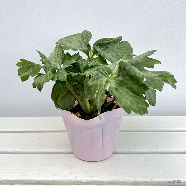 ラナンキュラス：ラックス　ペネロペ3.5-4号ポット