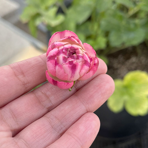 園芸ネット本店｜[26年1月中下旬予約]ラナンキュラス：ラックス