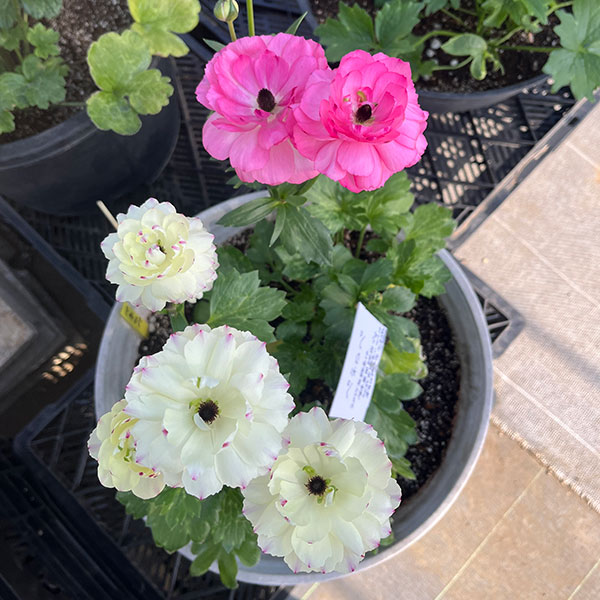 園芸ネット本店｜[26年1月中下旬予約]ラナンキュラス：ラックス