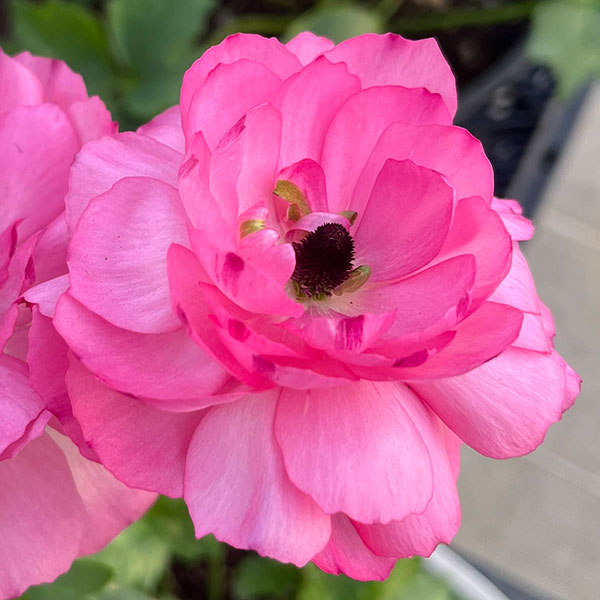 まめたん■花苗ラナンキュラス　ラックスシリーズ■アポロン&ペネロペ ジャイ様専用□花苗ラナンキュラス ラックスシリーズ□アポロン