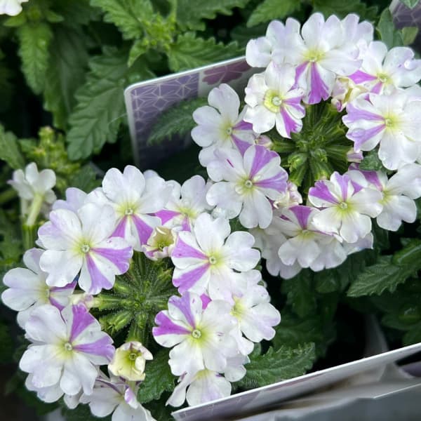 [26年3月中下旬予約]バーベナ：はなあかり3号ポット