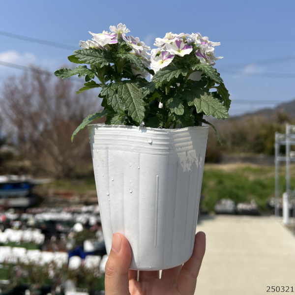 [26年3月中下旬予約]バーベナ：はなあかり3号ポット